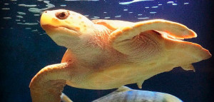 Birch_ Aquarium_Turtle