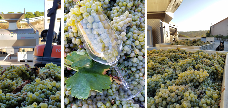 Cougar Winery Temecula Grape Harvest