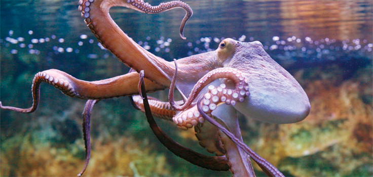 Birch Aquarium Octopus