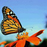 Butterfly Pavilion