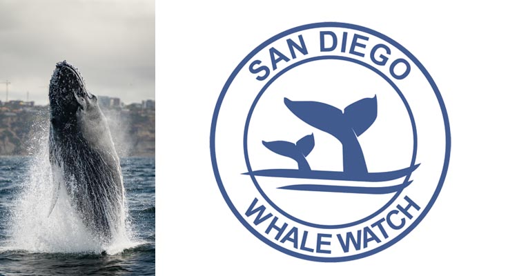 san diego whale watch7