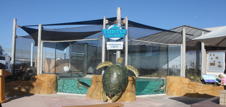 turtle lagoon-slider