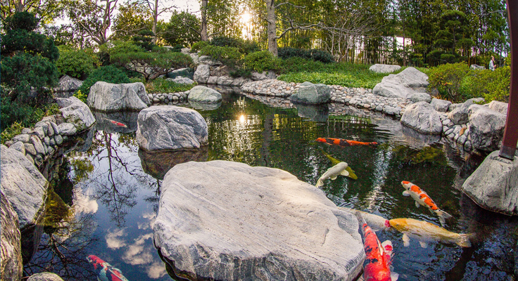 Japanese Friendship Garden Koi Pond