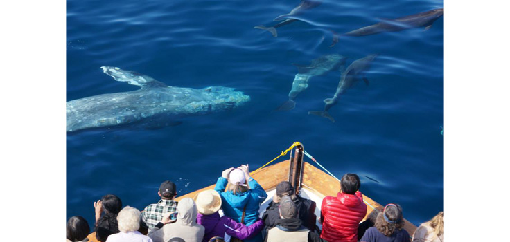 Whale Watching on H&M Landing Trips