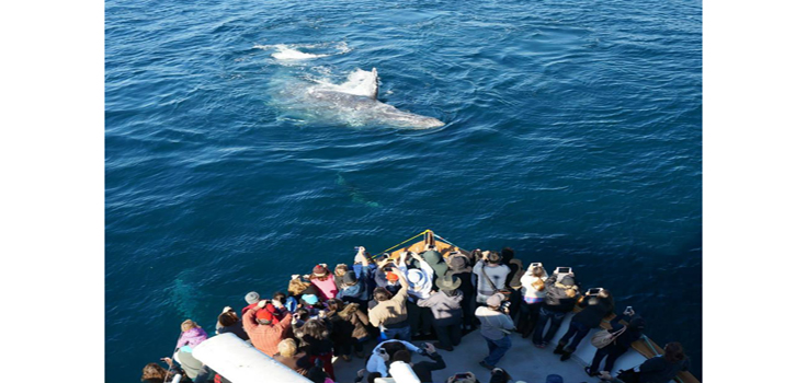 Whale Watching on H&M Landing Trips