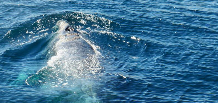 Seasonal Whale Watching on H&M Landing Trips