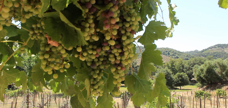 deerpark winery grapes
