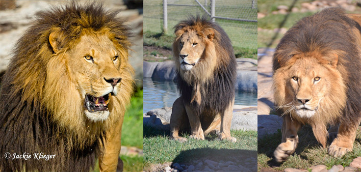 Bakari-African lion-Male-Coliage