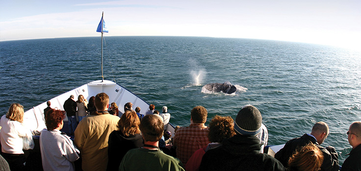 Hornblower Cruises and Events San Diego Whale Watching Coupon