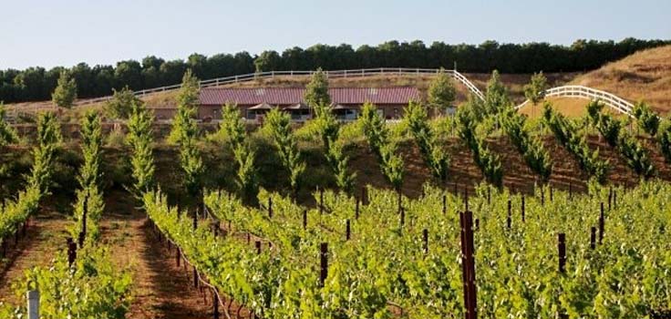 vineyard looking at winery