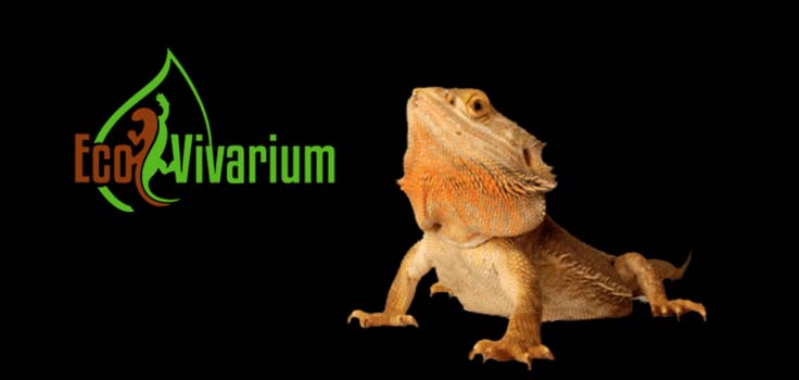 EcoVivarium Living Museum 1