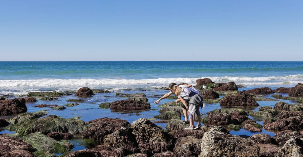 Tidepooling Adventures with Birch Aquarium!