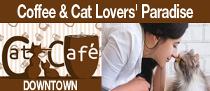The Cat Cafe in Downtown San Diego