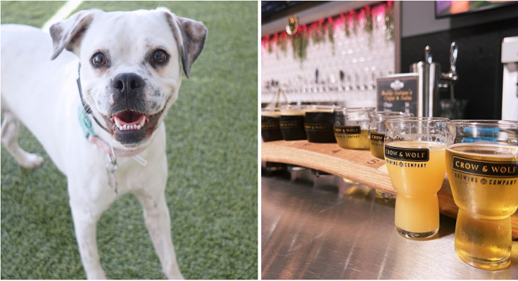 Roses Tasting Room Pet Friendly