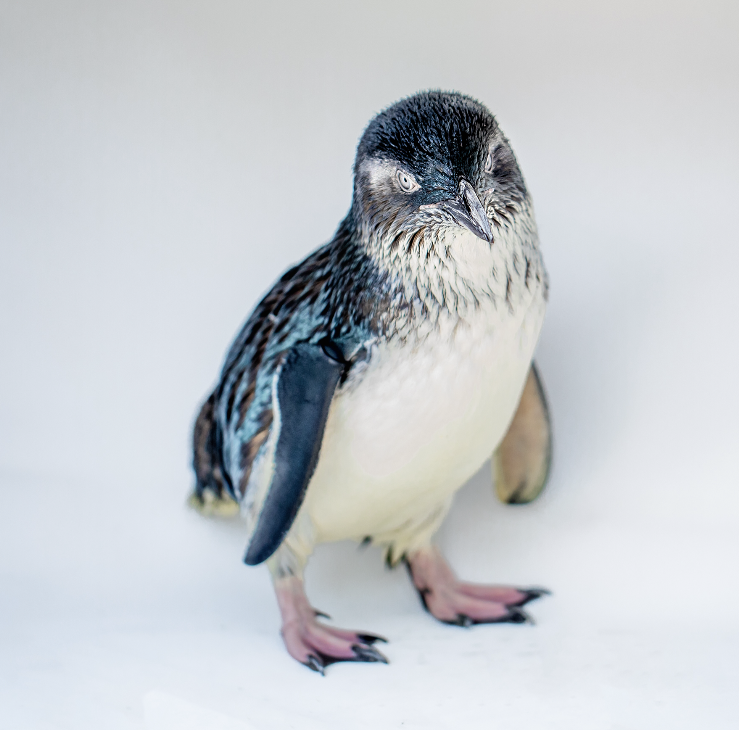 Birch Aquarium Little Blue Penguin naming contest