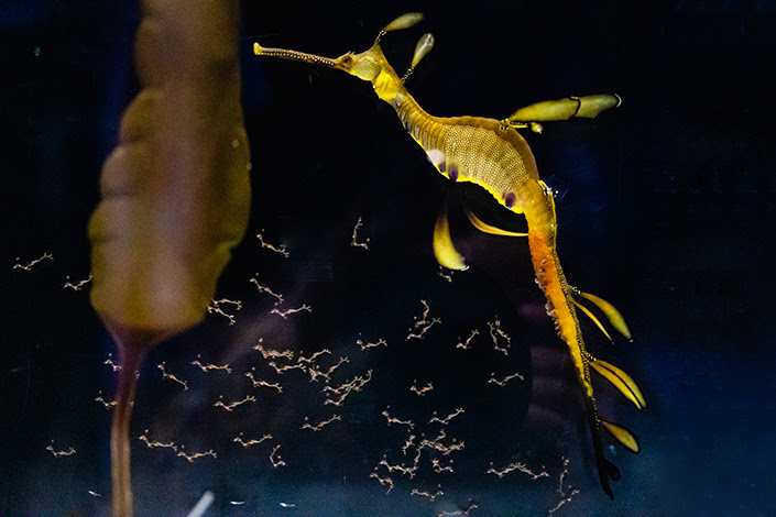 Birch Aquarium at Scripps | Photo: Jordann Tomasek