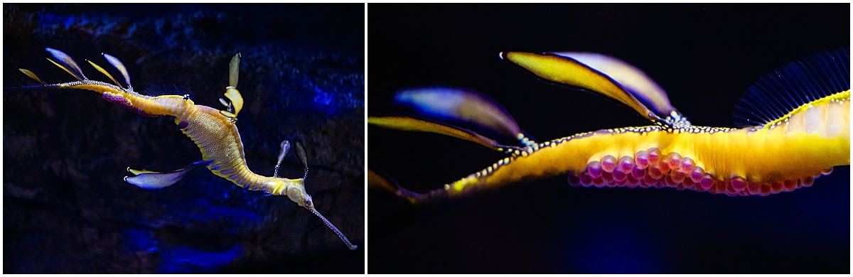 Birch Aquarium at Scripps | Photo: Jordann Tomasek