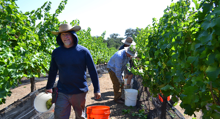 MicoleVineyardHarvest.