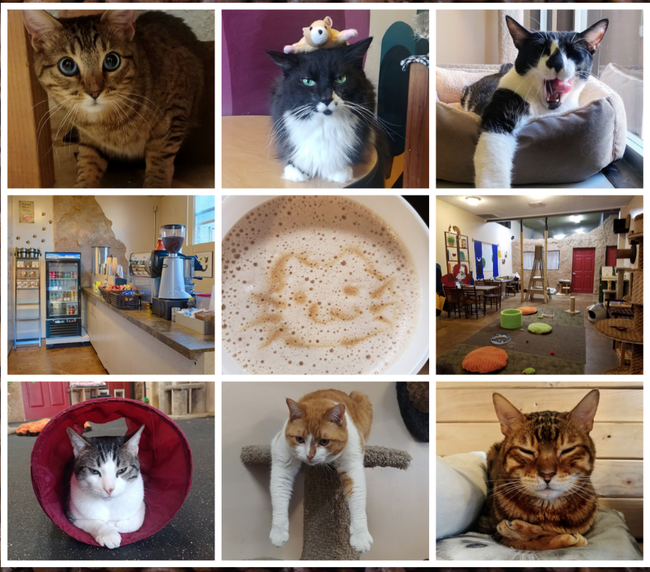 The Cat Cafe Downtown San Diego