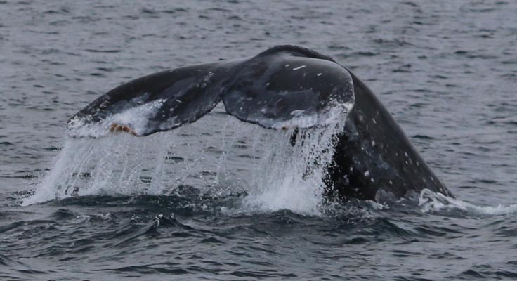 Gray whale tail (2)