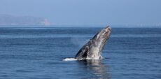 San Diego Whale Watching