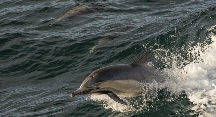 san diego whale watch3