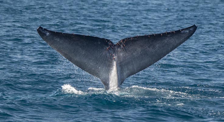 san diego whale watch5