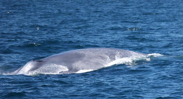 san diego whale watch6