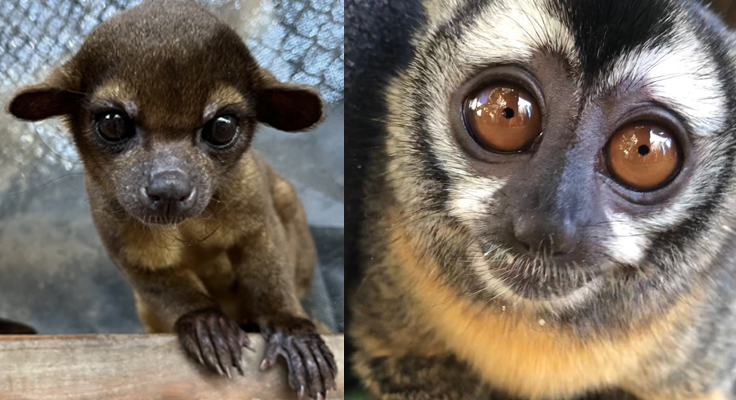 Kinkajou x